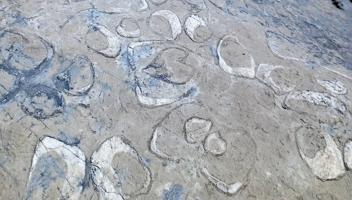 Kuhtritt Muscheln | © Markus Mittasch