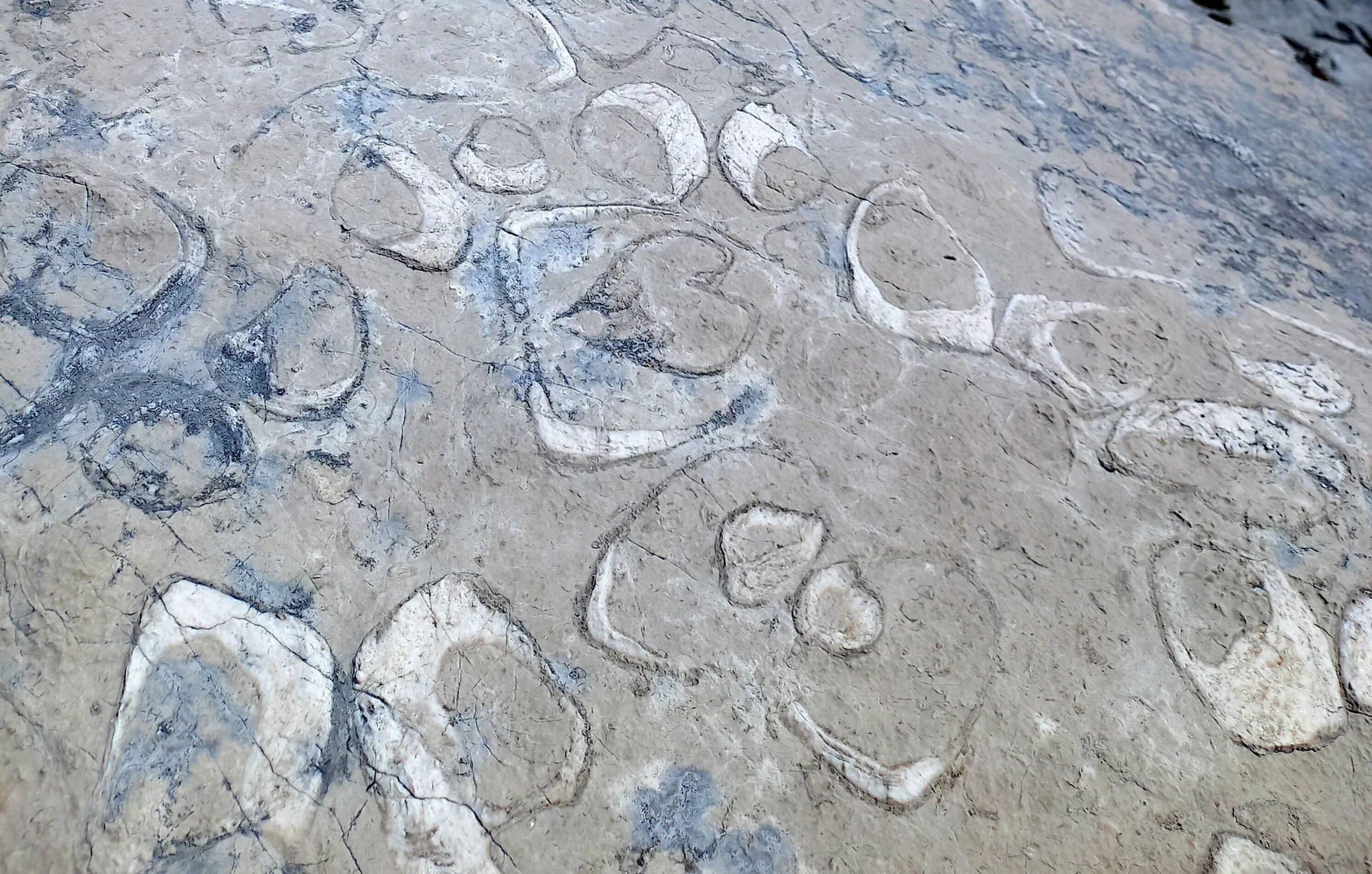 Kuhtritt Muscheln | © Markus Mittasch