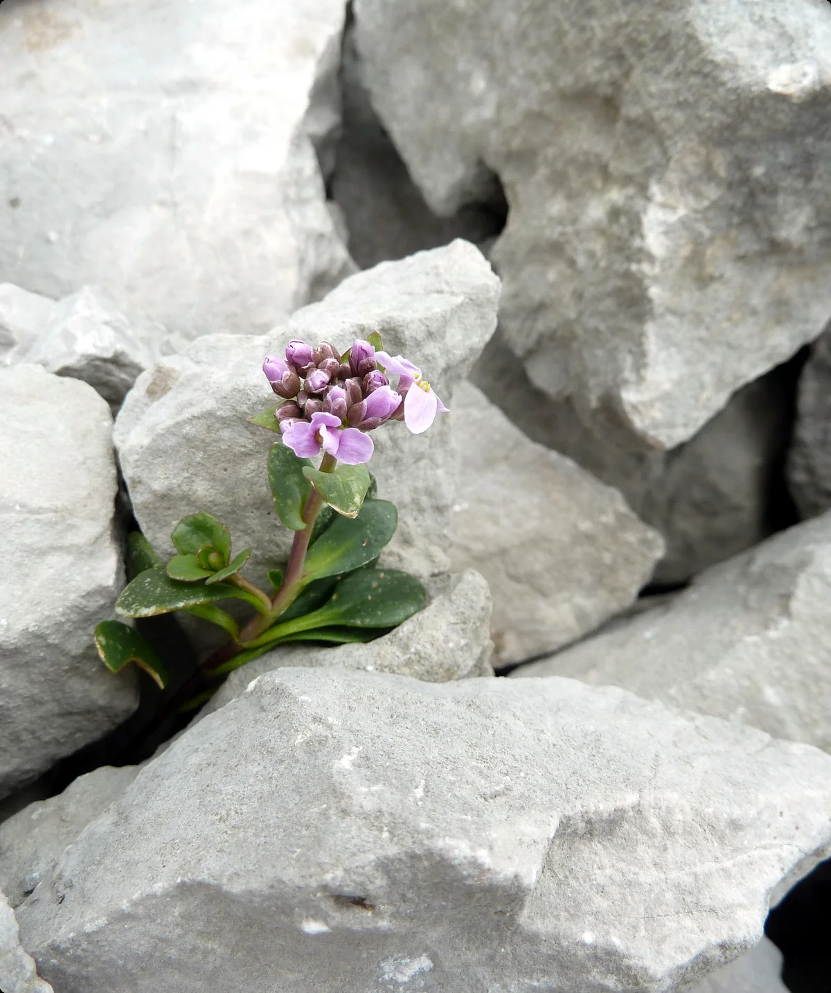 © Schuttwanderer rundblättriges Täschelkraut / Oliver Knorre