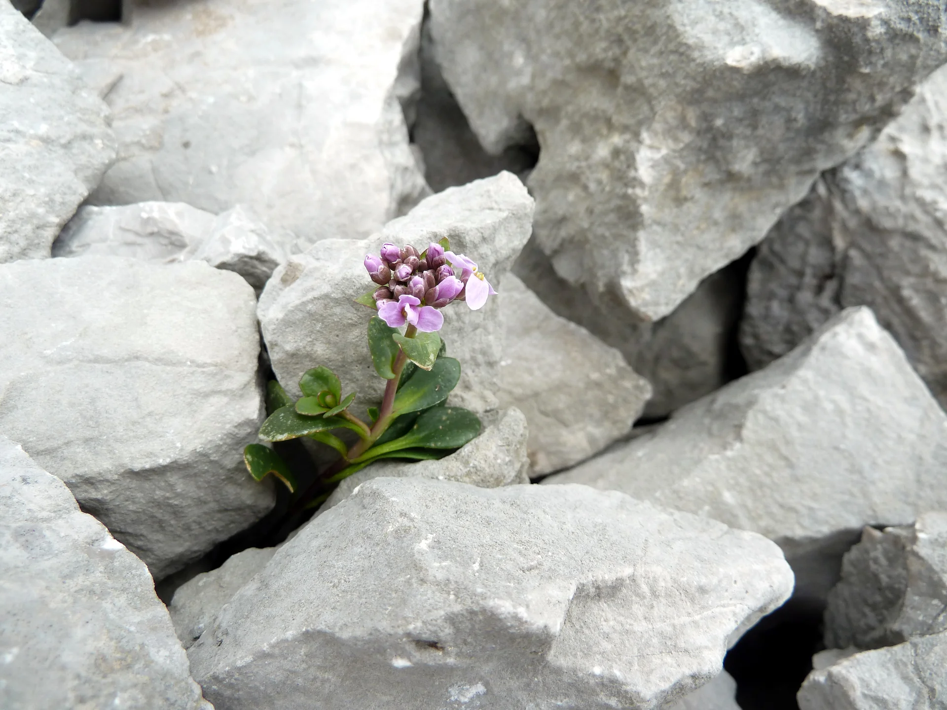 © Schuttwanderer rundblättriges Täschelkraut / Oliver Knorre